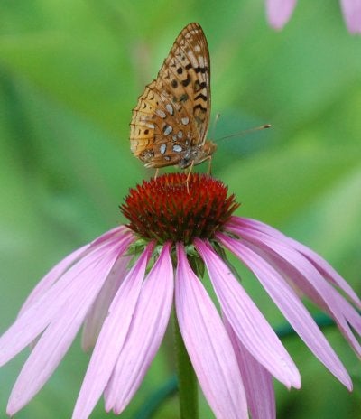 DSC_1331.JPG